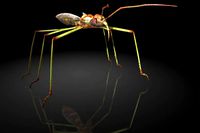 Assassin bugs / Reduviidae / insects