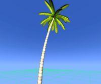 Palm