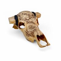 Cow Skull with Dragon Carved