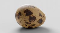 Quail Egg