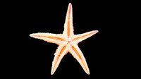 Starfish