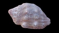 Red Mouthed Rock Shell