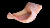 Broken Tulip Sea Shell