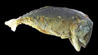 Mackerel fried