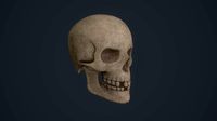 Skull