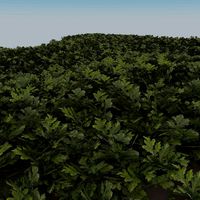 Grass complex leaves 2
