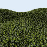 Grass complex leaves 1