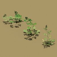 Tomato plants without tomatoes