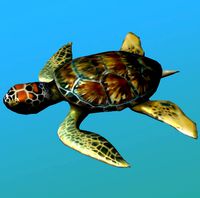 Sea Turtle(1)