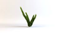 Asparagus Fern 06a