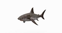 Great White Shark