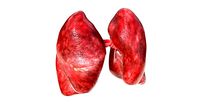 Human Lungs
