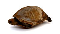 Preserved Turtle