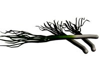 Green Onion