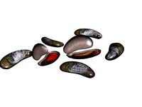 Shells