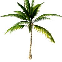 Palm Tree