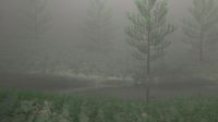 Misty Nature