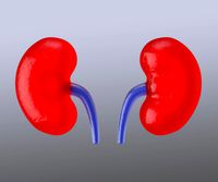 Kidneys
