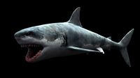 White Shark