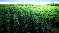 Corn