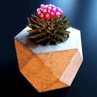Ariocarpus cactus