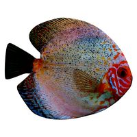 Discus fish