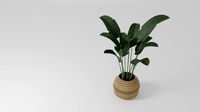 Indoor Plant Birds Of Paradise