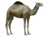 White Camel
