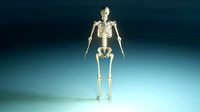 Human Skeleton Low Poly Fully Rigged