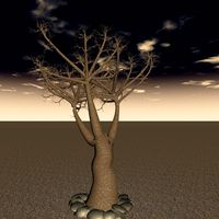 Dry Dragon Tree