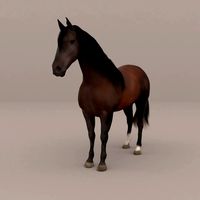 Horse Andalusian Bay (Fur)
