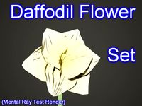 Daffodil Set 001
