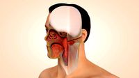 Head Anatomy section slice