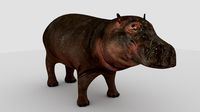 Hippo
