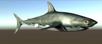 Shark