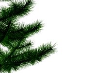 fir-tree-petite