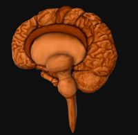 Human Brain