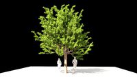 Quercus glauca arakashi free model