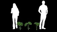 Monstera 3P