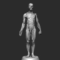 Anantomy Study