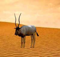 wild cow(Addax)