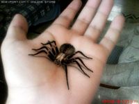 Spider with Fur 3D Model