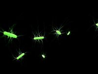 Escherichia coli