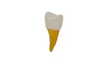 Tooth: Premolar