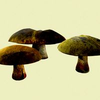 Mushrooms