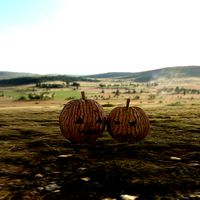 pumpkin