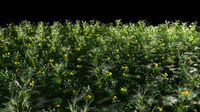 Grass archive