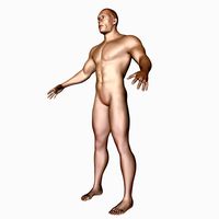 male body