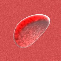 Blood Cell