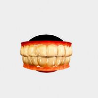 Teeth Low Poly